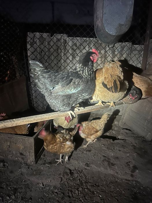 Продаются куры крупные