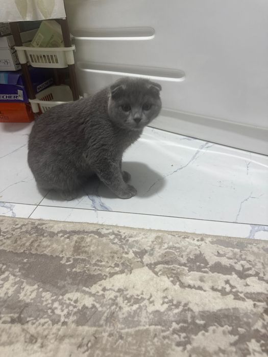 Кошечка 7 месячная мальчик пародистая