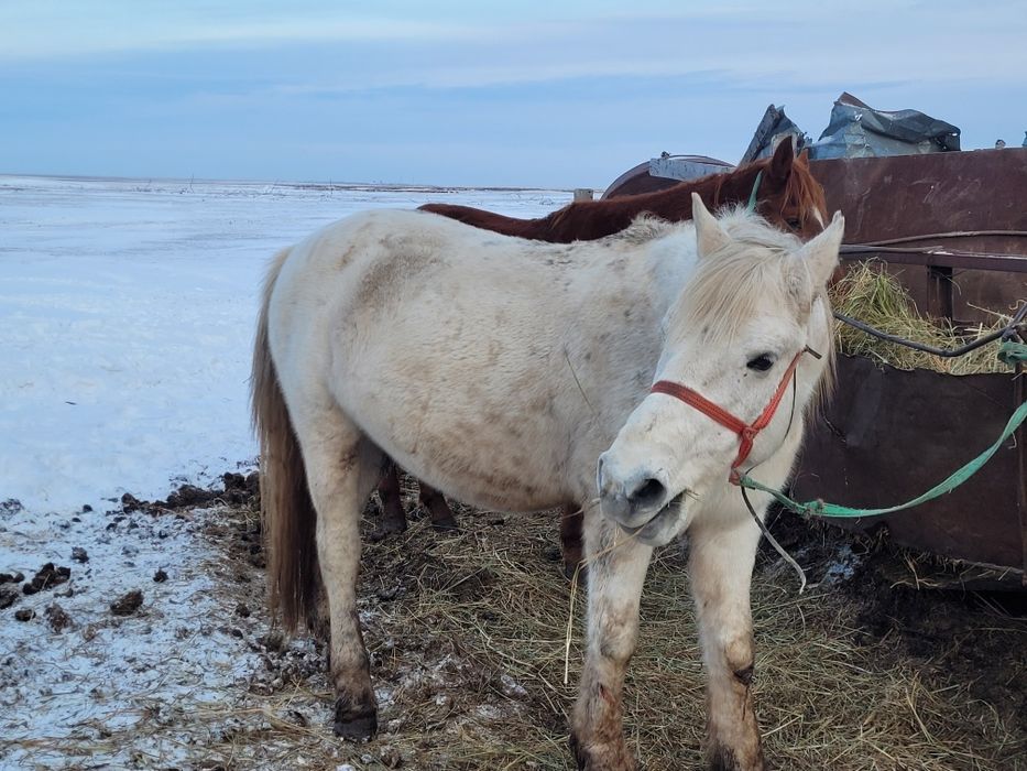Ат сатылады семіз.