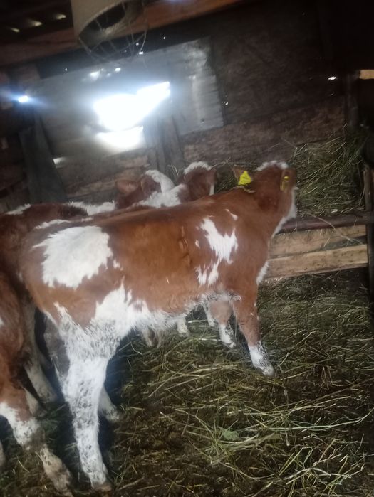 Vitei de  vânzare masculi