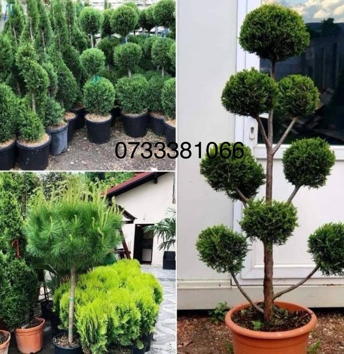 Leylandi tuia Maslin secular Palmier laur englezesc livram oriunde