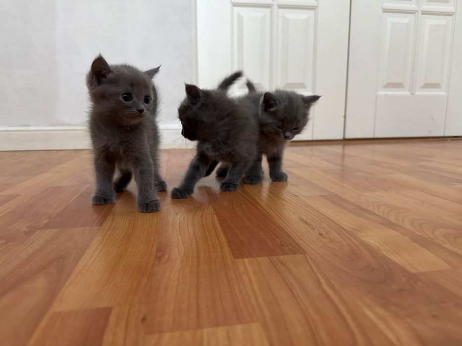Продам котят британской короткошерстной