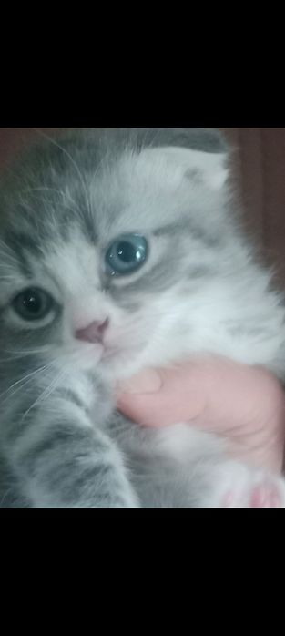 Британские короткошерстные