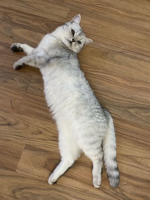 Ищем кота самца для спаривания