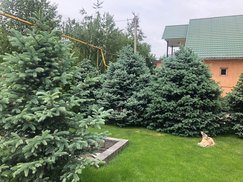 Продам ели