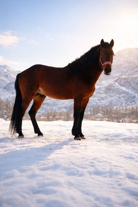 Продам жеребца 5 лет