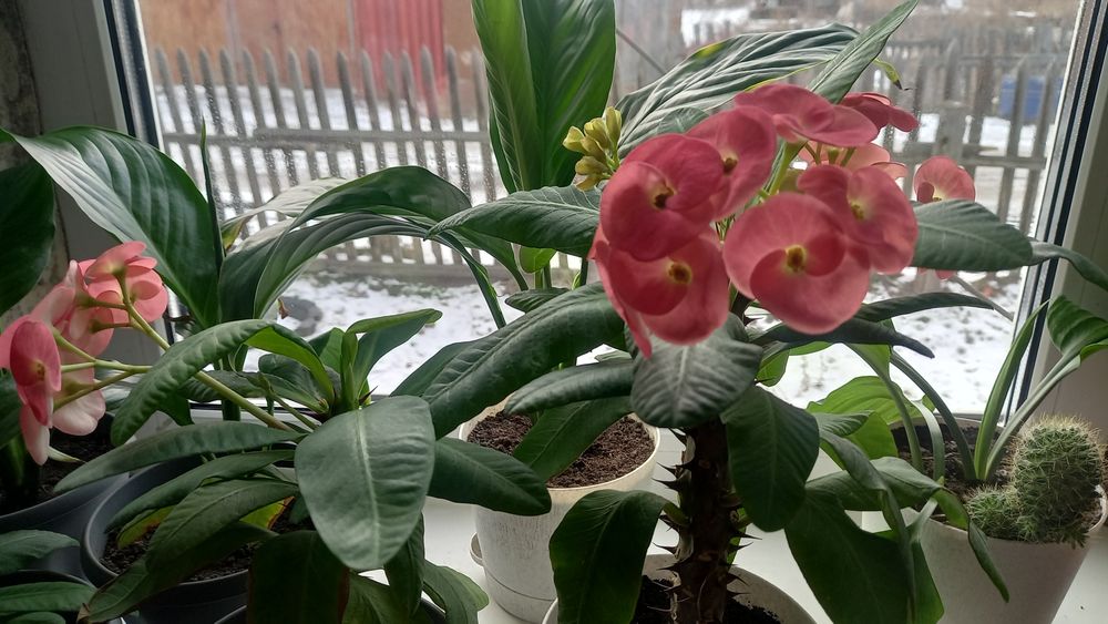 Продам красивые цветы