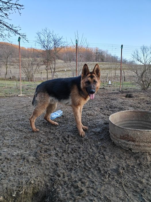 Mascul Ciobanesc german