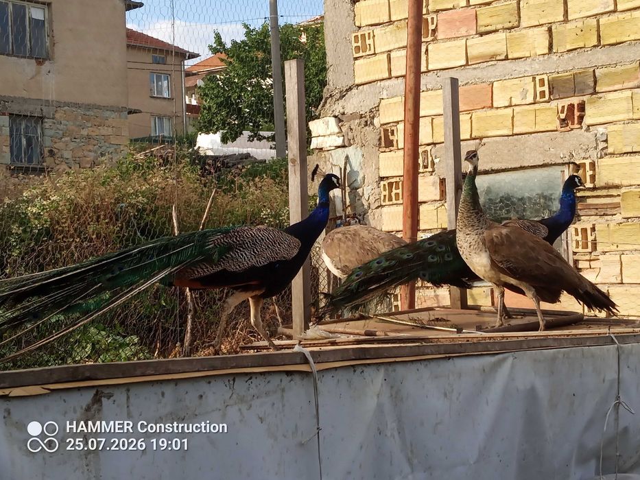 Пауни индийски на 4 години