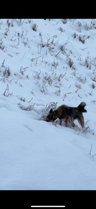 Продам ЗСЛ срочно