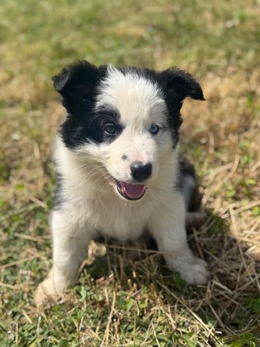 Pui Border Collie