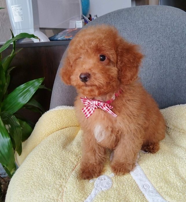 Мини пудел/Mini poodle момченце