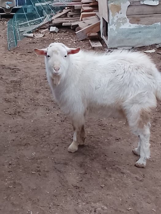 теке лак сатылады