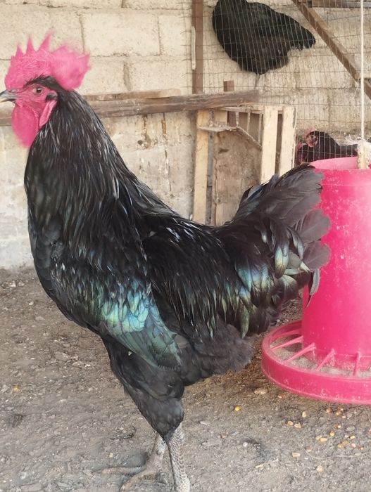 Qora shaxzoda xoʻrozlari sotiladi narxi 300000   tozza zotli