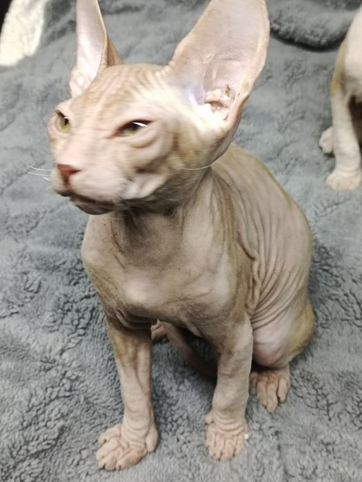 Продаются котята сфинксы