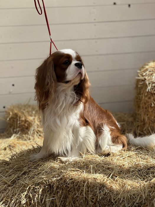 Вязка Кавалер кинг-чарльз