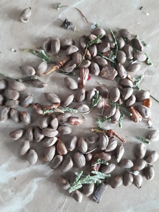 Семена туи восточной