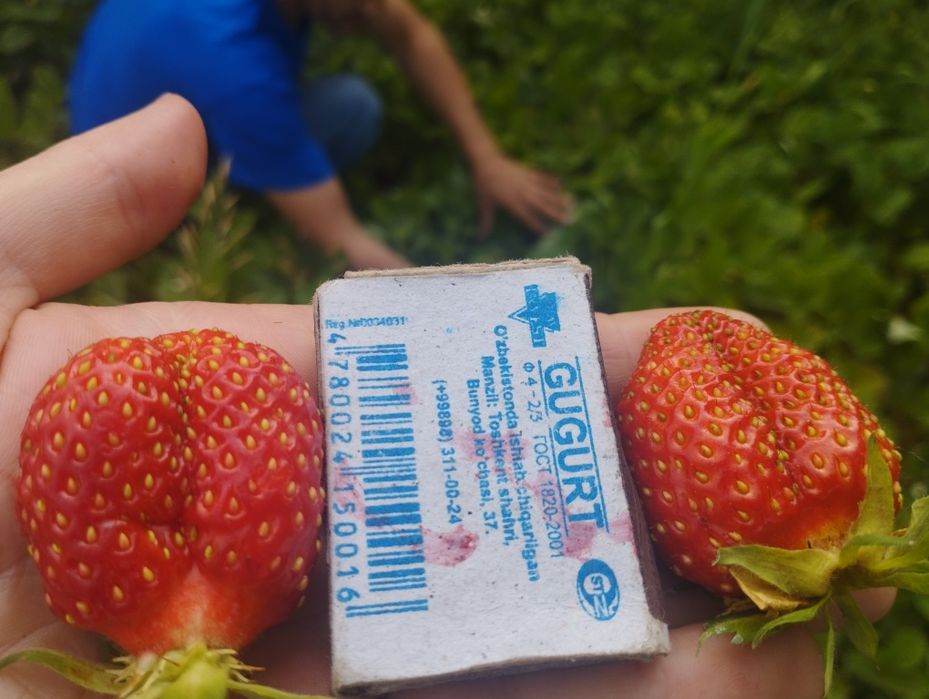 Рассада клубники