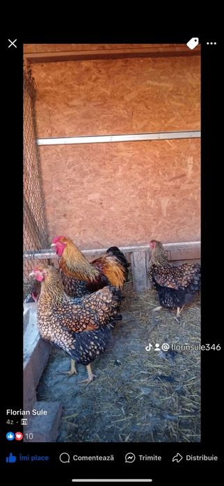 Vind ouă de găini de rasă Wiandotte GSG 10