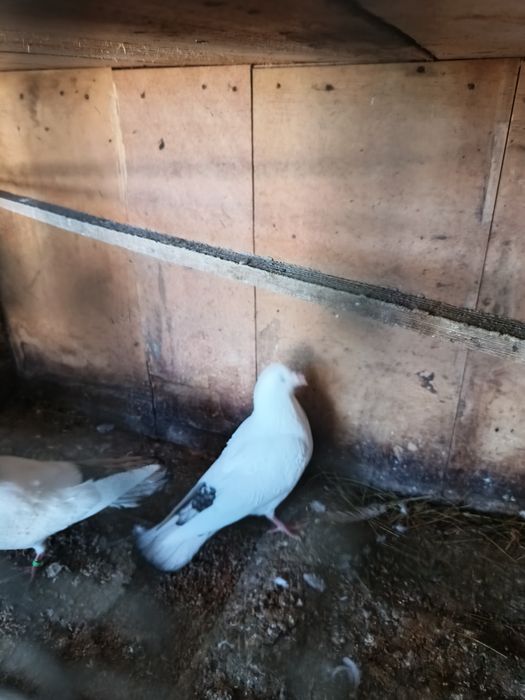 Продавам Гълъби, различни видове