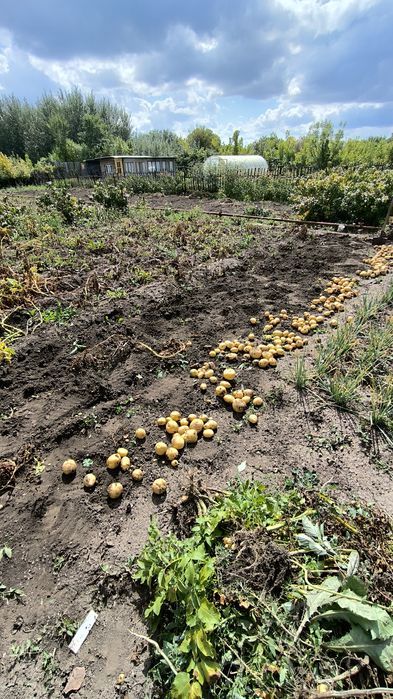 Картофель дачный