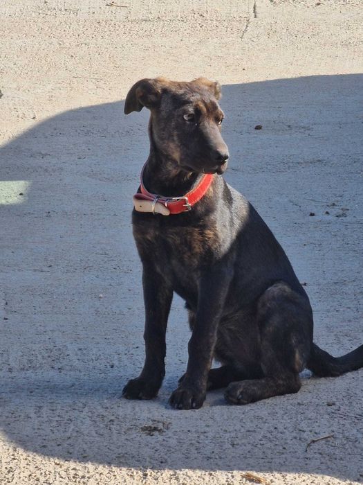 Urgent! Adoptie catelusa ~5 luni (salvata de pe strada, isi cauta camin)