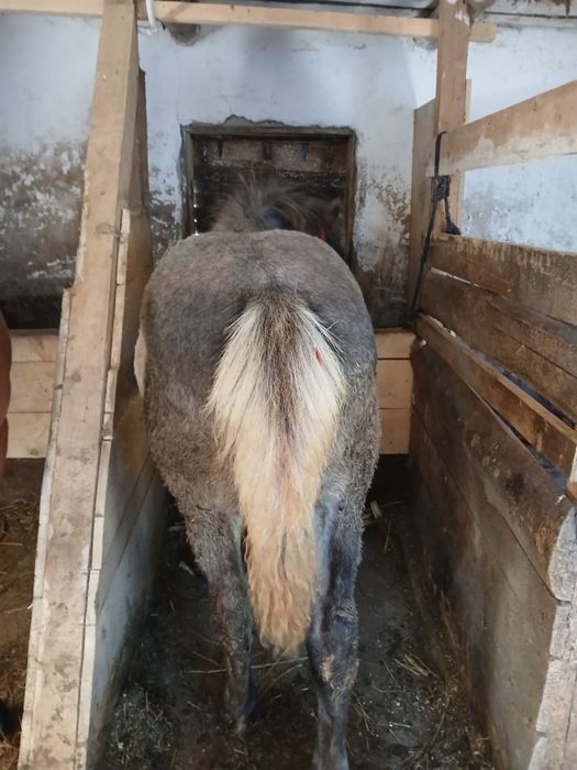 De vinzare minzucă