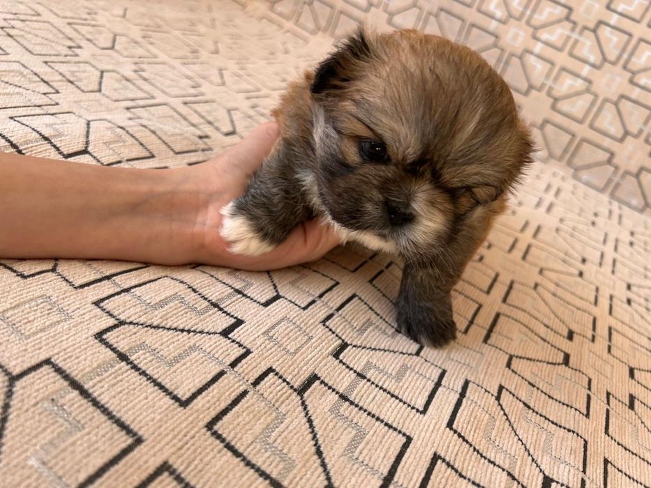 Продадим Щенков Пекинесов