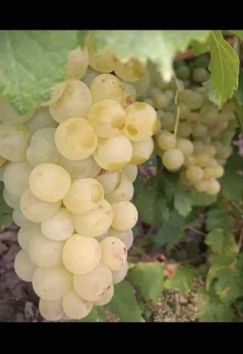 Vamd struguri de vin producator din vrancea
