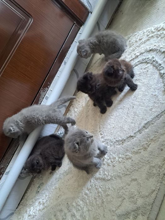 Продаются котята