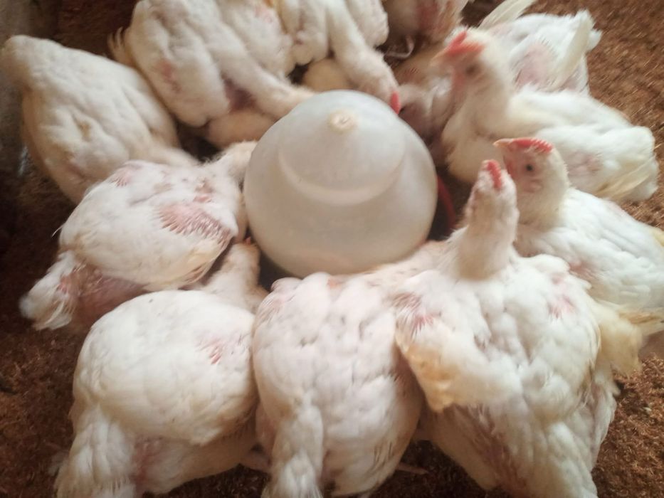 Pui alb de carne 3 kg