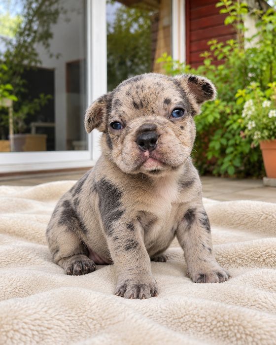 Bulldog francez Blue Merle