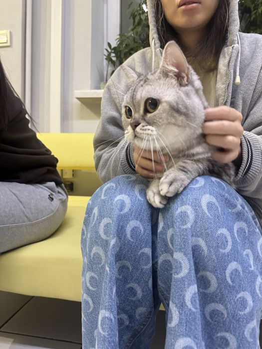 срочно ищем дом коту