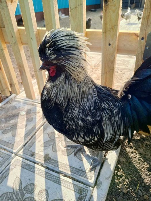 Эксклюзив! Черный Падуан.