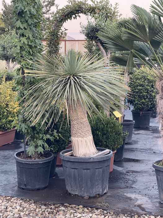 Palmieri, Yucca , Globuri , Leandru