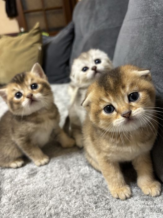 Продаются котята шиншиллы
