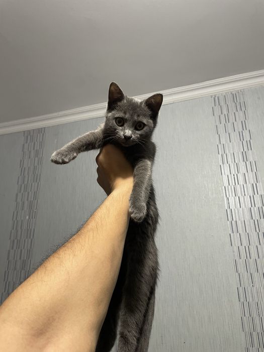 Отдам котенка в добрые руки