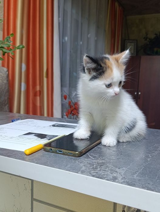 Котята очень милые