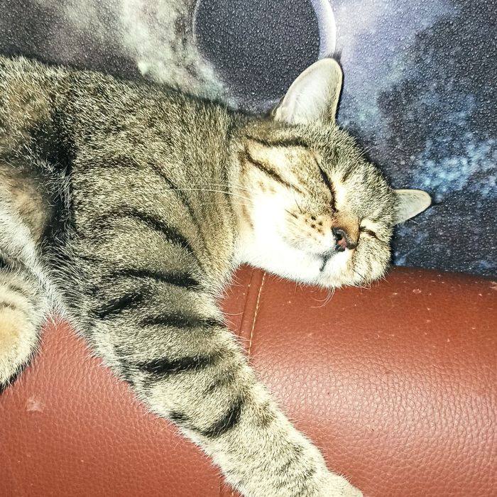 Пропала кошка домашяя