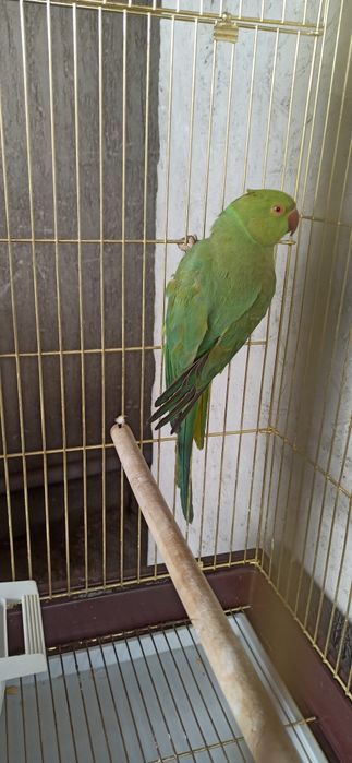 Ожереловый попугай