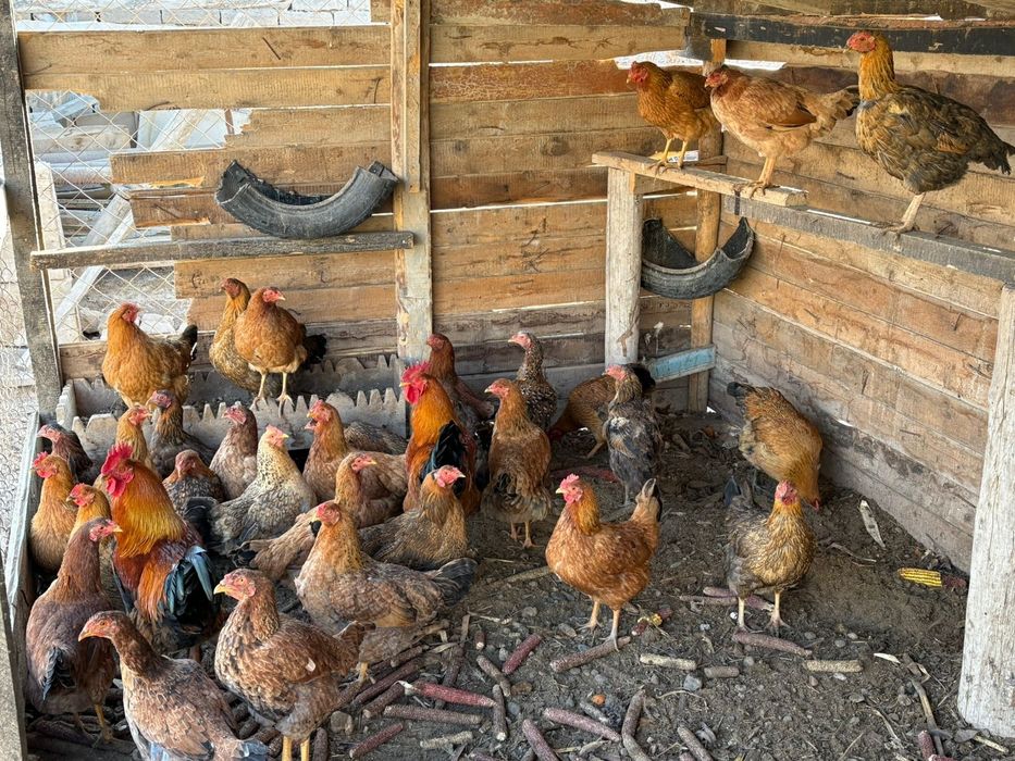 Тауықтар сатылады