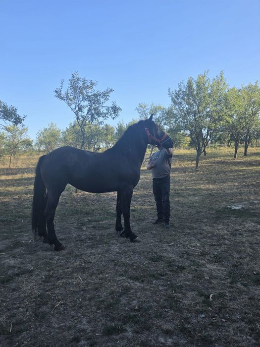 Vând mânză de doi ani