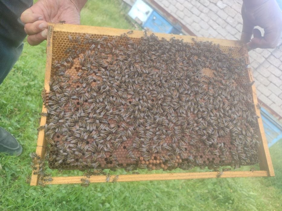 Продаются пчелопакеты, матки, Карпат + Бакфаст. Асалари пакетлари