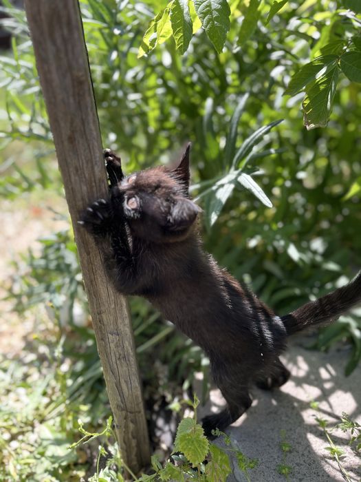 Котята 2 месяца , мальчики