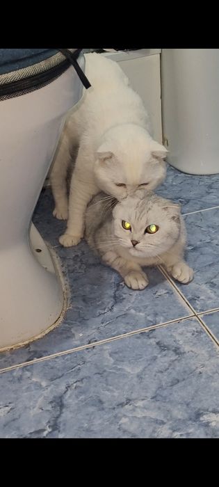 Вязка кот шотландский вислоухий белоснежный