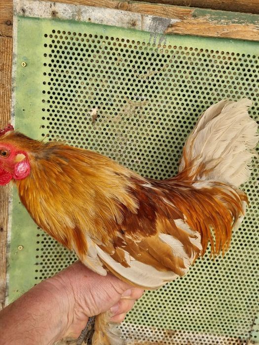 Vand cocos  credli pitic (americane).