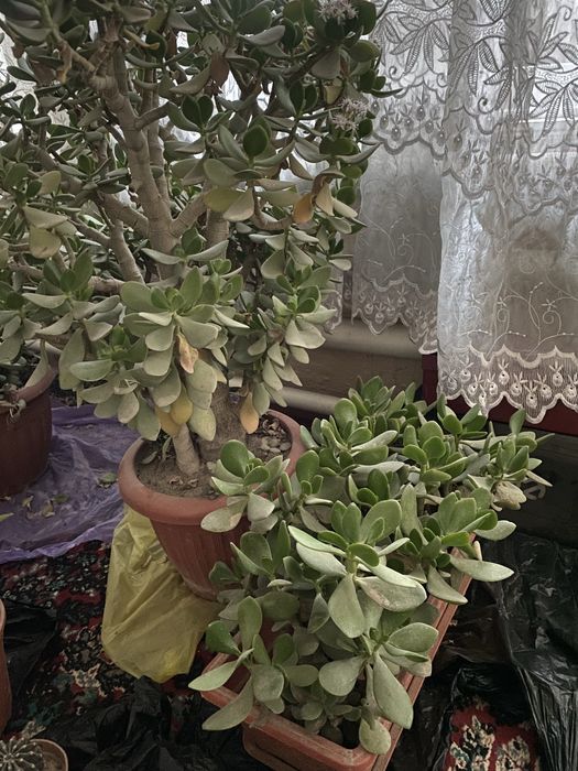 Gul kotta tuvekda 6. 7 Yillik