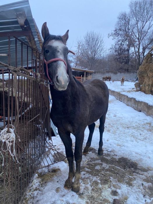 мінгі тай сатымда 1,5жасар