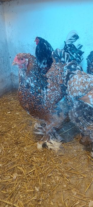 Ouă pt incubat Brahma Porțelan