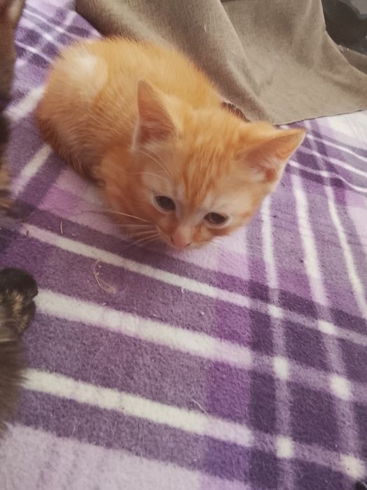 Отдам котят в добрые руки